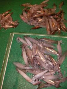 2009年7月15日の釣果・お知らせの写真 5
