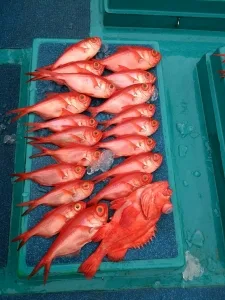 2017年5月16日の釣果・お知らせの写真 6
