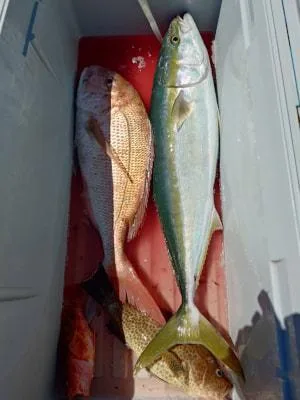 2024年9月13日の釣果・お知らせの写真 3