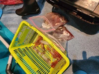 2023年6月29日の釣果・お知らせの写真