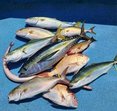 2023年9月28日の釣果・お知らせの写真 6