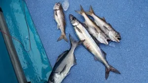 2016年12月20日の釣果・お知らせの写真 2