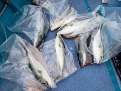 2021年5月4日の釣果・お知らせの写真 2