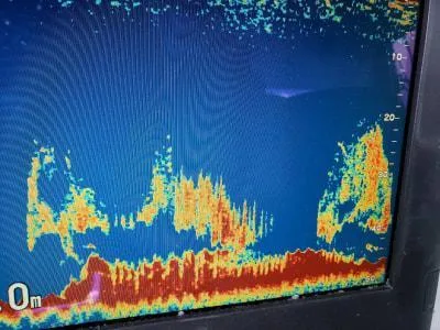 2019年7月19日の釣果・お知らせの写真 4