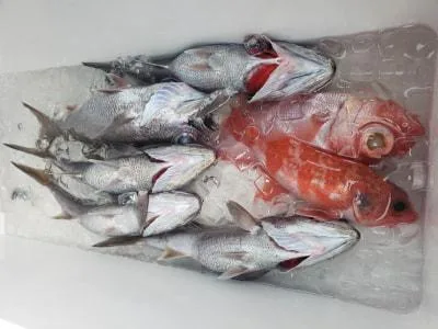 2022年11月20日の釣果・お知らせの写真 5