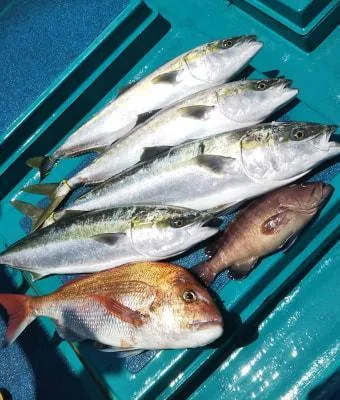 2019年6月6日の釣果・お知らせの写真 2