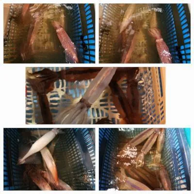 2026年6月6日の釣果・お知らせの写真 1