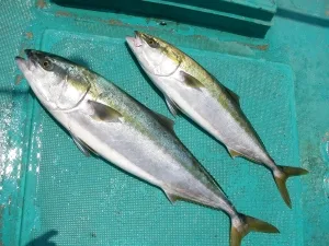 2010年6月2日の釣果・お知らせの写真 3