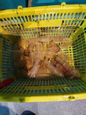 2023年7月27日の釣果・お知らせの写真 5