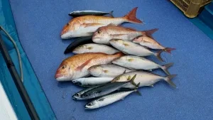 2016年9月23日の釣果・お知らせの写真 8