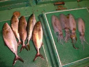 2008年11月5日の釣果・お知らせの写真 8