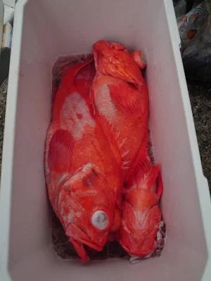 2023年9月23日の釣果・お知らせの写真 5