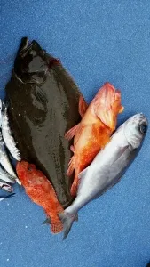 2017年3月13日の釣果・お知らせの写真 4