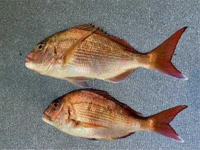 2023年3月17日の釣果・お知らせの写真
