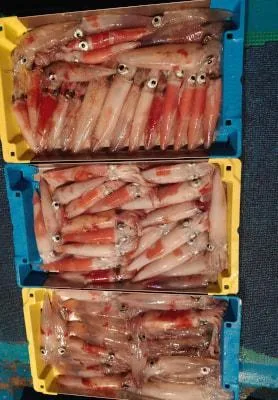 2026年7月21日の釣果・お知らせの写真 9