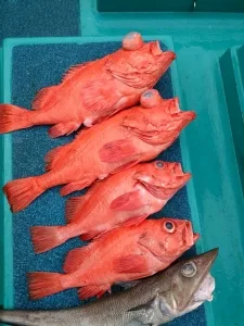 2017年4月15日の釣果・お知らせの写真 5