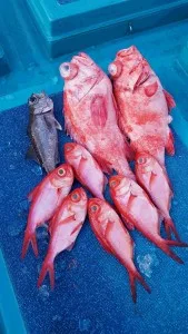 2017年5月26日の釣果・お知らせの写真 1