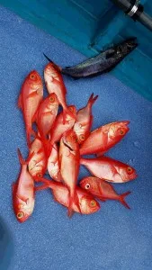 2017年7月1日の釣果・お知らせの写真 6