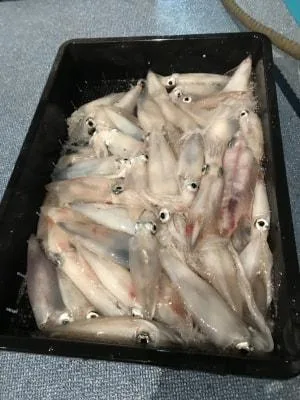 2018年7月10日の釣果・お知らせの写真 2