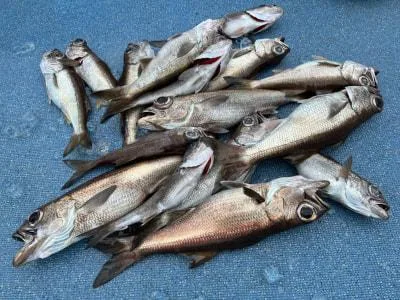 2022年3月1日の釣果・お知らせの写真