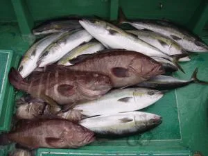 2006年9月23日の釣果・お知らせの写真 5