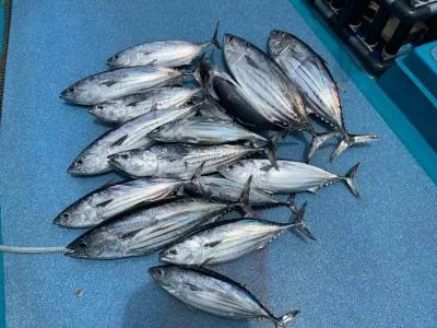 2022年7月18日の釣果・お知らせの写真 5