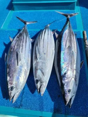 2026年10月30日の釣果・お知らせの写真 10