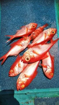 2018年5月1日の釣果・お知らせの写真 3