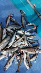 2017年2月4日の釣果・お知らせの写真 4