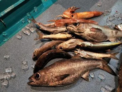 2023年4月16日の釣果・お知らせの写真 10
