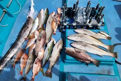 2023年9月22日の釣果・お知らせの写真 5