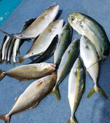 2019年9月29日の釣果・お知らせの写真 6