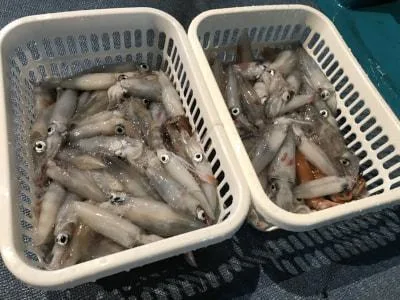 2018年6月15日の釣果・お知らせの写真 2