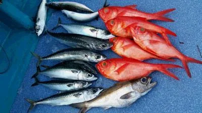 2018年3月23日の釣果・お知らせの写真