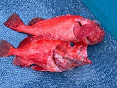 2022年3月13日の釣果・お知らせの写真 7