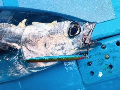 2025年3月2日の釣果・お知らせの写真 5