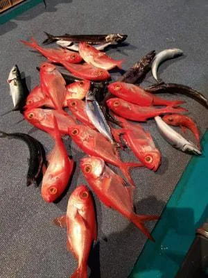 2019年2月24日の釣果・お知らせの写真 8