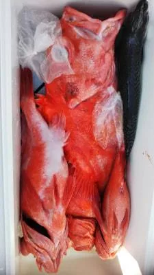 2018年4月22日の釣果・お知らせの写真 5