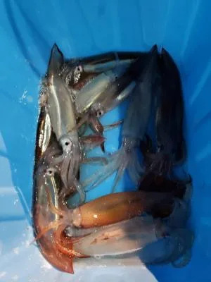 2019年5月5日の釣果・お知らせの写真 5