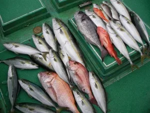 2011年3月20日の釣果・お知らせの写真 6