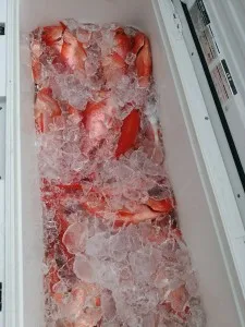 2017年7月27日の釣果・お知らせの写真 6