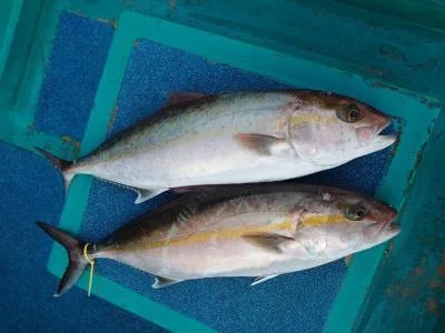 2022年1月8日の釣果・お知らせの写真 7