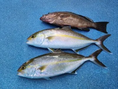 2024年12月5日の釣果・お知らせの写真