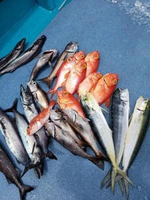 2019年8月21日の釣果・お知らせの写真