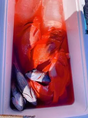 2026年3月11日の釣果・お知らせの写真 4