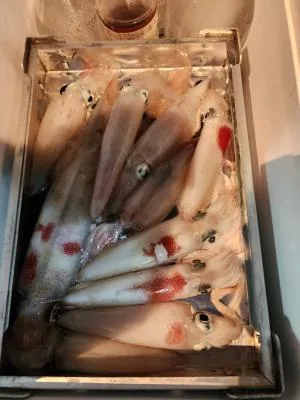 2024年8月25日の釣果・お知らせの写真 4