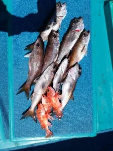 2016年3月24日の釣果・お知らせの写真 5