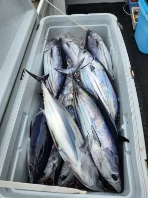 2023年7月3日の釣果・お知らせの写真 3