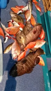 2016年12月29日の釣果・お知らせの写真 3