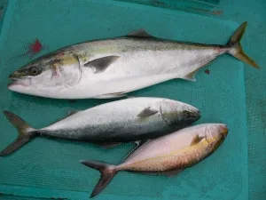 2010年3月6日の釣果・お知らせの写真 7